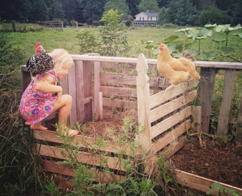 Farm life and chickens