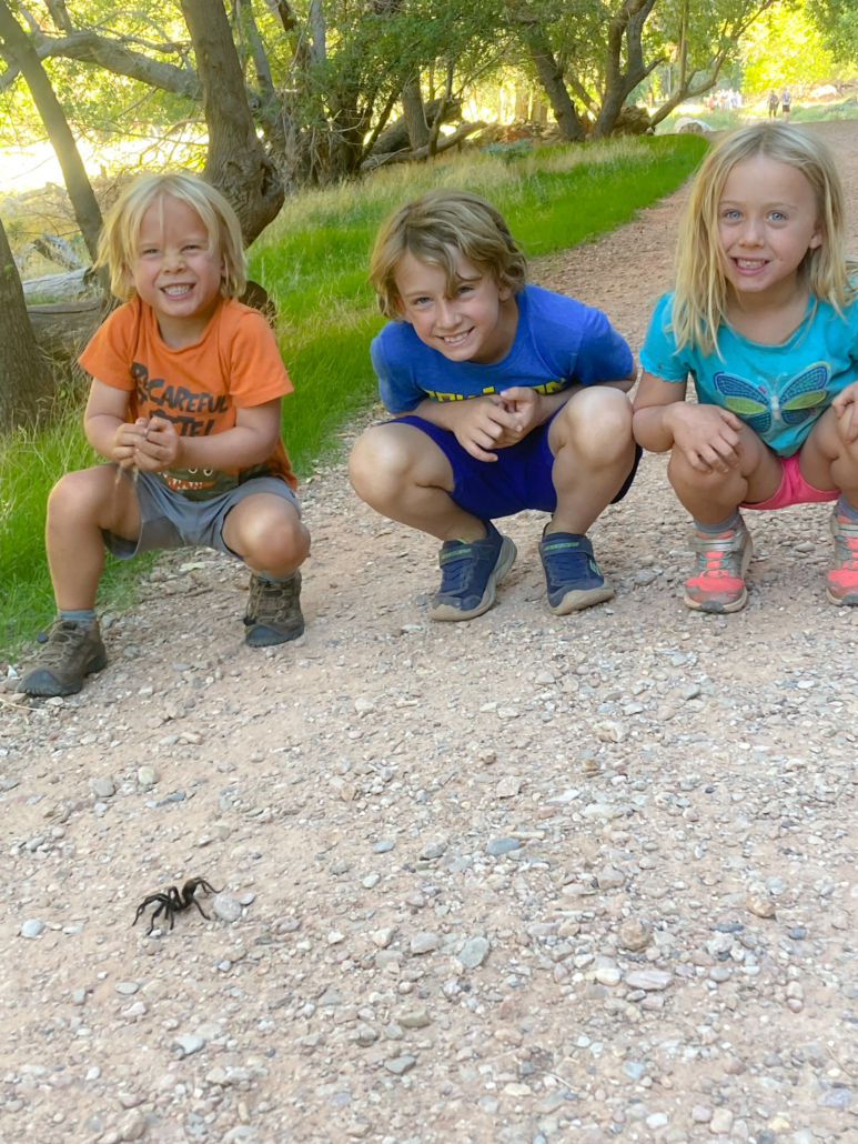 Utah Parks Zion tarantula